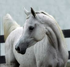 See more ideas about arabians, arabian horse, horses. Breeders Are Deforming Their Horses To Make Them Prettier And More Valuable Say Vets