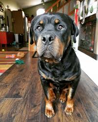 Rottweiler · cannon falls, mn. Rottweiler Puppies Gaylord Mn