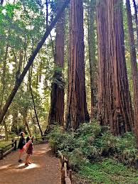 We did not find results for: Redwood Forest Pictures Wallpaper Collection