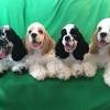 Breeder and owner care can avoid most major health complications regarding this canine. Https Encrypted Tbn0 Gstatic Com Images Q Tbn And9gcrn9uje9nmaewjg8ygvafqphlzxlmvqts3npcbcbfg Usqp Cau