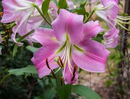 Sus hojas son grandes y oblongas, de color verde, púrpura, rojizo o variegado. Cuidados Del Lilium Oriental Jardineria On