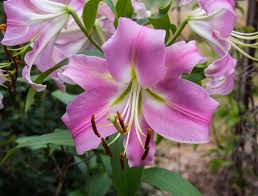 Check spelling or type a new query. Cuidados Del Lilium Oriental Jardineria On