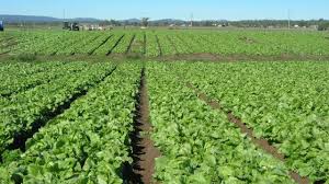 Image result for agro-allied business