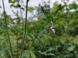 Image result for Dicliptera paniculata