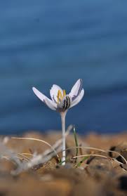 Crocus Cambessedesii Safra Bord Wild Saffron Menorca Balearic Islands Balearic Islands Crocus Island