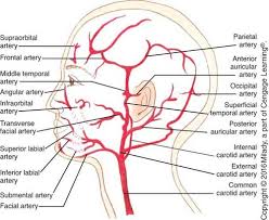 One carotid artery is located on each side of your neck. Chapter 6 Arteries Veins Of The Head Face And Neck Flashcards Quizlet