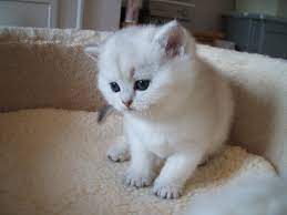 beyaz british shorthair british shorthair kitty animals