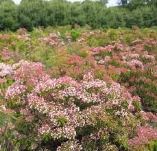Short and sassy, 'sarah' is a fantastic mountain laurel cultivar with rich red tones like no other. Natural Landscapes Nursery Laurels