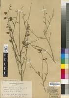 Image result for Crotalaria spartioides