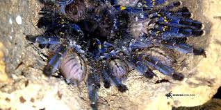 This pendant features a beautiful typhochlaena seladonia or brazilian jewel tarantula. Spidersworld Eu