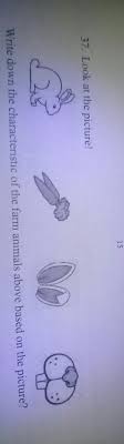 1537 Look At The Picture Write Down The Characteristic Of The Farm Animals Above Based On The Brainly Co Id