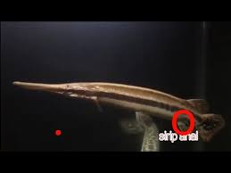 Cara Membedakan Ikan Aligator Jantan Dan Betina Ikan Hias Air Tawar Aquarium Ini Dapat Dibudidayakan Youtube