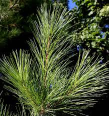 Image result for Pinus strobus