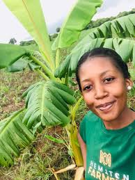 Today I harvested a second bunch of Bananas from our Orchard here at  Chisuma village. Bananas make a long term investment if you manage them  well. All you need is a good