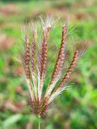 Image result for Chloris roxburghiana