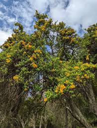 Image result for Hypericum revolutum