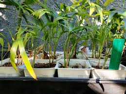 Image result for Chamaedorea radicalis