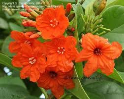 Image result for Cordia megiae