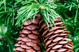 Maybe you would like to learn more about one of these? Altester Baum Der Welt Unnutzes Wissen Holzwelten