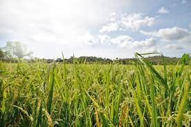 Wisata pesona agro seger nusantara di desa jatian pakusari jember ini baru dibuka pada tanggal 20 februari 2021 soft opening,nah untuk destinasi view spot al. Seger Agro Nusantara