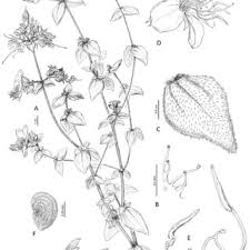 Image result for Warneckea cordiformis