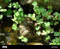 Image result for Marsilea minuta