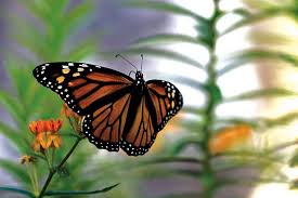 If you haven't built a butterfly garden yet, try to most butterflies don't fly to mexico each winter like monarchs, but instead, overwinter in the. 8 Ways You Can Help Save Monarch Butterflies One Green Planet
