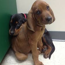 Black And Tan Coonhound Doberman Pinscher Mix Instagram Photo By Cannonfarm Becky Cannon Via Iconosquare Coonhound Puppy Hound Puppies Cute Dogs