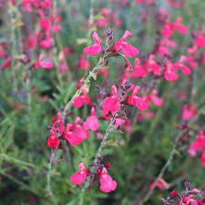 Pin On Landscape And Garden