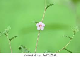 Image result for Urena