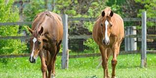 Kuda poni (pony ) , adalah kuda yang termasuk jarang pemiliknya. Kamasutra Satwa Kuda Jantan Pamer Otot Dada Dan Menari Sebelum Kawin Halaman All Kompas Com