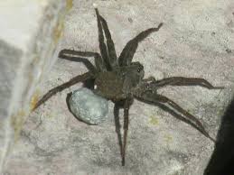 As some spiders don't use an egg sac. A Spider Laying Eggs Dd Egg Laying Animals Spider