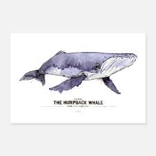 Humpback whale description, behavior, feeding, reproduction, humpback whale threats and more. Buckelwal The Humpback Whale Poster Spreadshirt