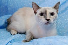 Mixed breeds, or simply domestic cats, are the most popular pets in the world. Half Half The Siamese Calico Mix S Web Page