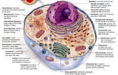 We did not find results for: Biology Lab 4 Cell Structure And Function Flashcards Cram Com