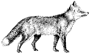 Black And White Cute Black And White Fox Clipart Clipart Black And White Fox Fox Clipart 3 342 205 Fox Drawing Pictures To Draw Clipart Black And White