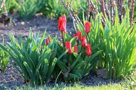 Diese blühende blumenzwiebel kann man schon im herbst pflanzen. Tulpen Pflanzen Wann Und Wie Sie Tulpenzwiebeln Richtig Setzen