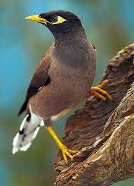 Myna Fightback Nature Features Abc Science