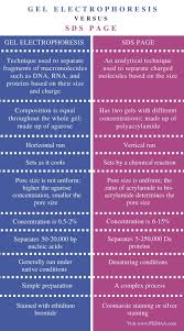 Difference Between Gel Electrophoresis And Sds Page Pediaa Com Ruminant Study Biology Biology Notes