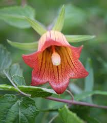 Image result for Canarina