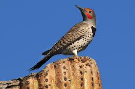 Meaning and definitions of flicker, translation in russian language for flicker with similar and opposite words. Colaptes Wikipedia