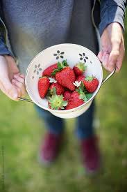 Boy Holding Colander Filled With Freshly Picked Strawberries By Ruth Black Strawberry Food Projects Berry Picking