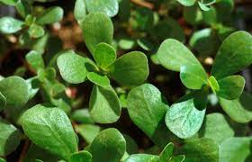 Check spelling or type a new query. Growing And Harvesting Purslane Lovetoknow