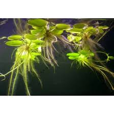 Image result for Limnobium laevigatum