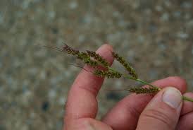 Image result for Echinochloa ugandensis