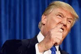 Trump Picking Nose Gif Trump Picking Nose Mad Discover Share Gifs