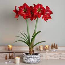 Amaryllis Napoli One Bulb Potting Medium And Geometric Print Bowl Amaryllis White Flower Farm Amaryllis Care