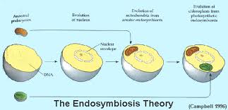 How Did Endosymbiosis Happen Socratic