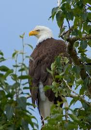 In god we trust (1868) state flower: Fauna Of The United States Wikipedia