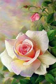 270 idee su Bellissime Rose nel 2021 | fiori, fiori dipinti, rose